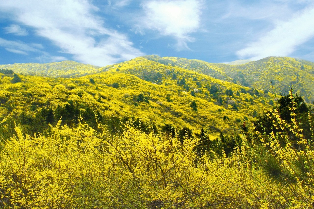 安泽黄花岭