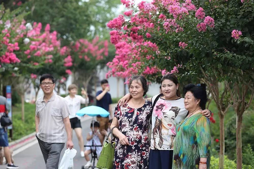 华中最大紫薇园万株紫薇绽放武汉第四届紫薇节在仓埠古镇开幕