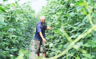 夏日菜篮子,拎的满是菜农汗水(组图)