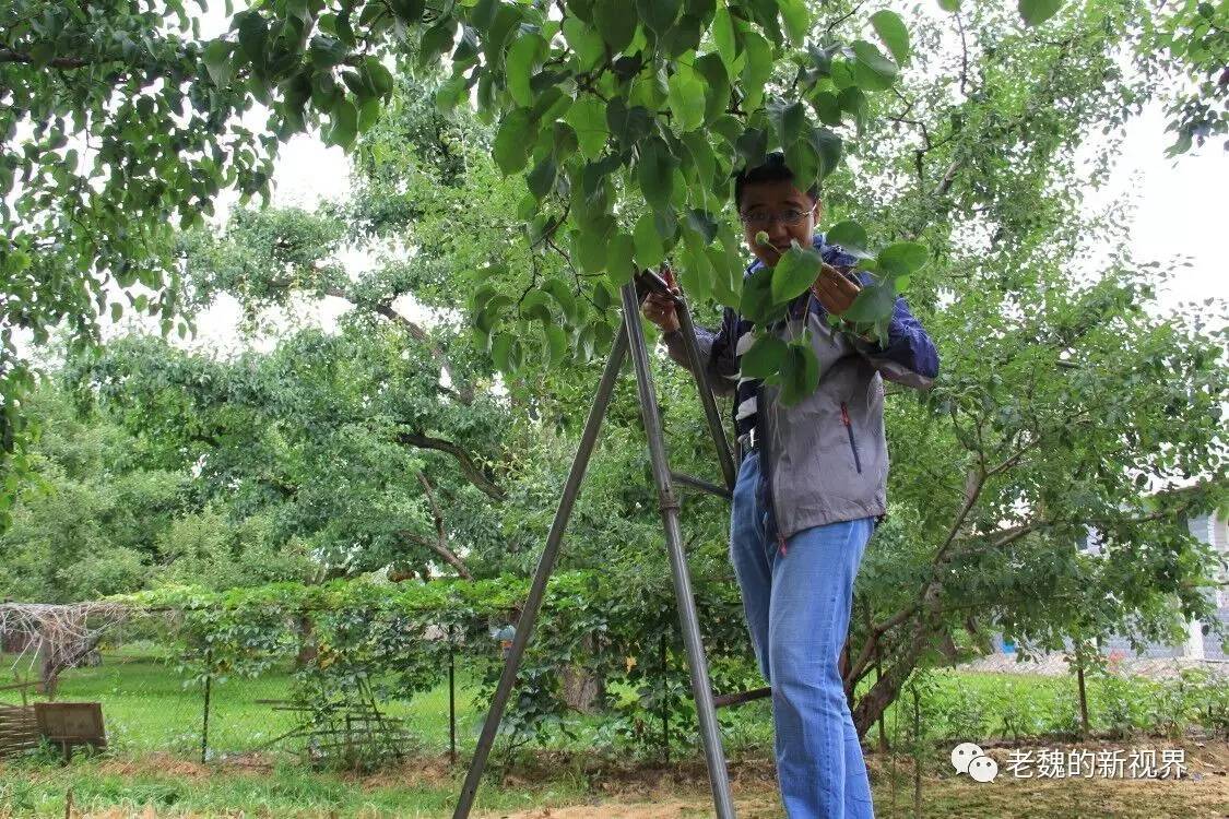 兰州市农科院专家提醒:什川古梨树高位嫁接谨防外来