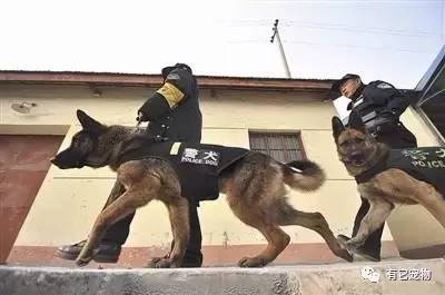 警犬在训练时识破"罪犯"身份,结果搞笑的一幕出现了.