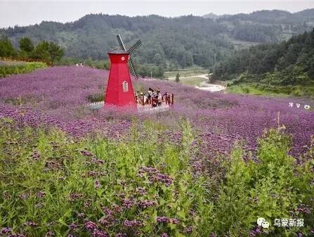 七星关区碧海街道砂锅寨马鞭草紫色花海引客来