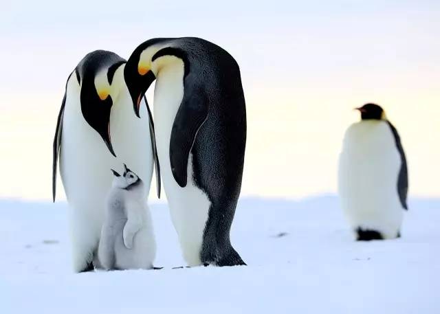 那么可爱的帝企鹅,本世纪末或将灭绝
