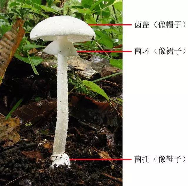 毒菌:白毒伞(白毒鹅膏菌)