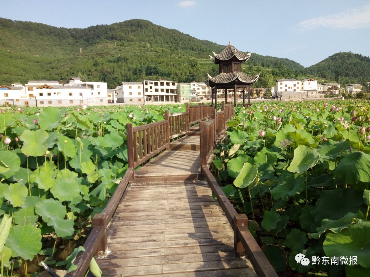 岑巩县水尾镇马家寨村有一大波荷花即将盛开