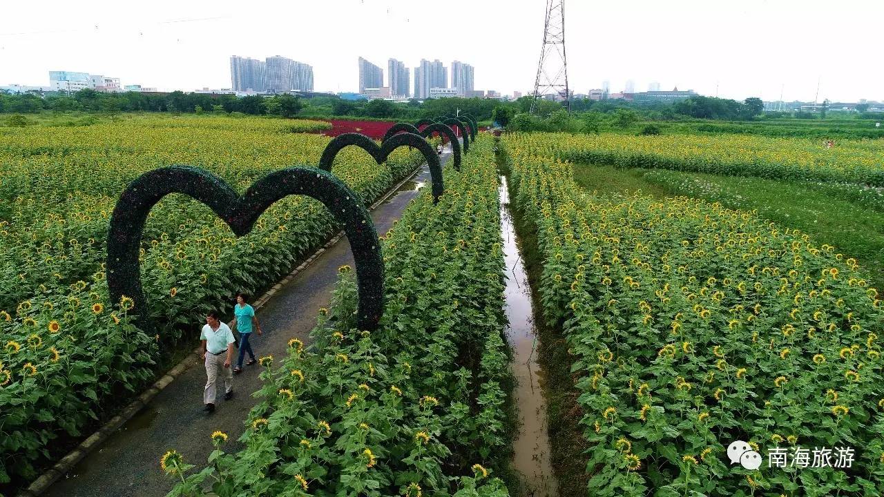 最新赏花好去处:丹灶翰林湖农业公园近30000㎡花田等