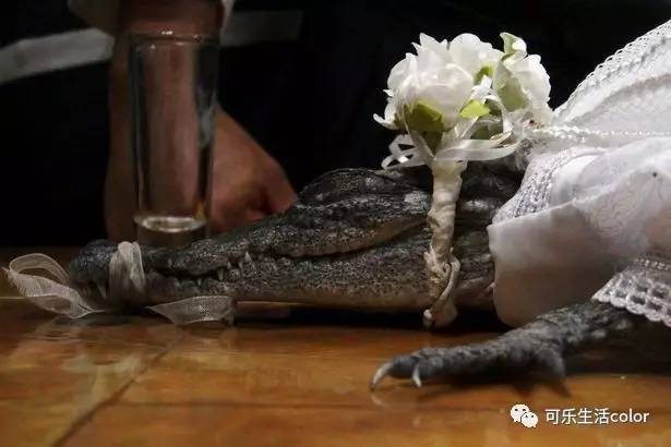 100岁唔死都有新闻睇の系列！佢同鳄鱼结婚嘅原因竟然系……