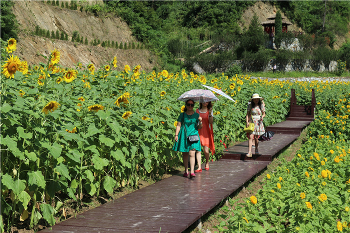 7月7日上午,湖北省十堰市张湾区首届"花果山花儿节"暨花果山花雾人间