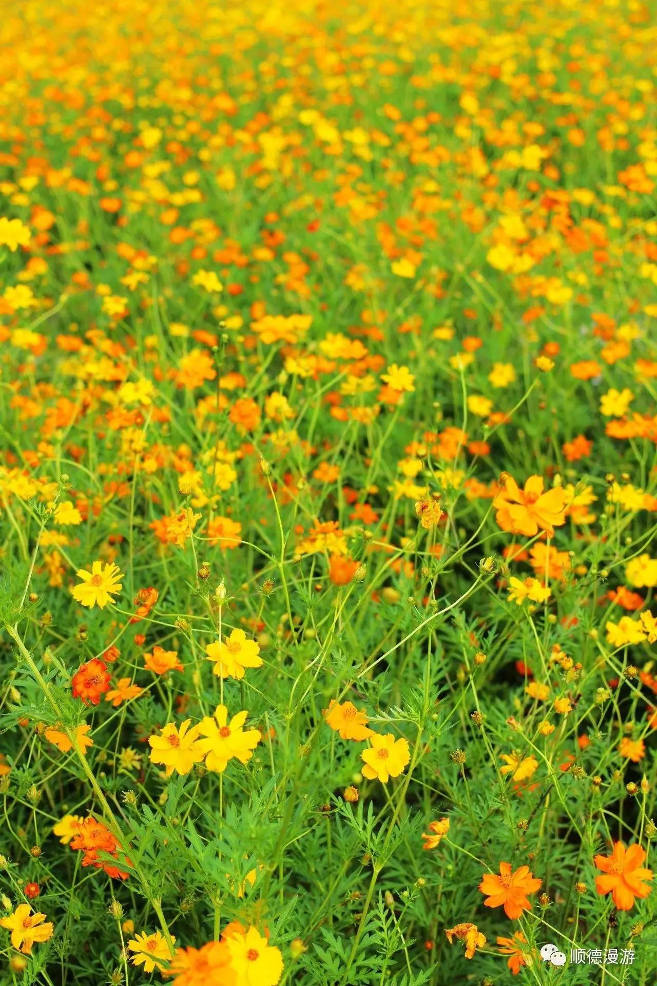 顺峰山公园硫华菊花海