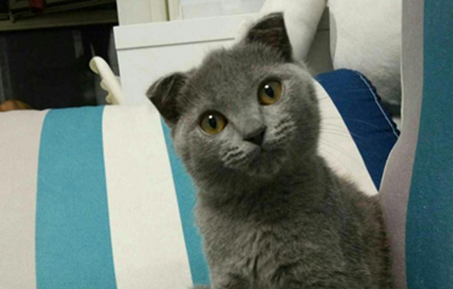 猫咪呕吐是什么原因?猫咪毛球症是什么?