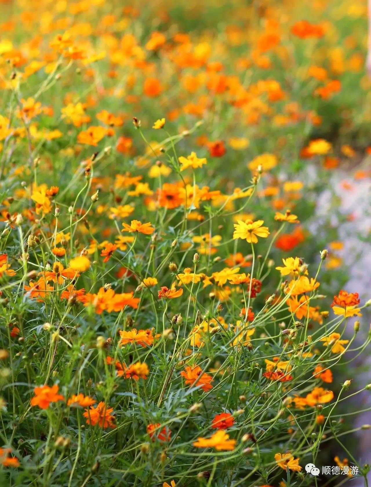 顺峰山公园硫华菊花海