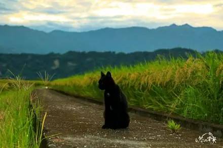 网友拍了一组黑猫与水稻的照片，有种大片的感觉！