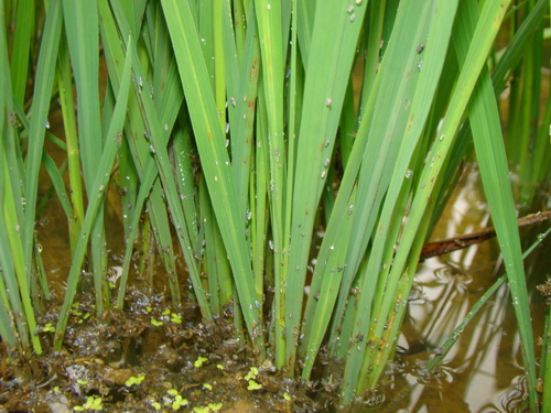 稻飞虱的危害性:1,灰飞虱:一般情况下,灰飞虱对水稻的直接为害并不大