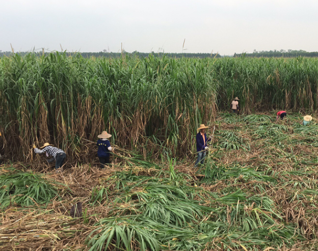 巨菌草种苗——中国菌草技术进入联合国总部