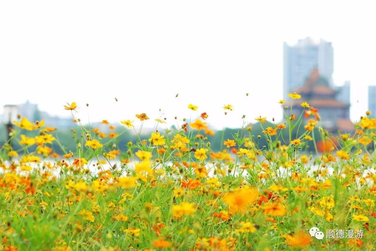 顺峰山公园硫华菊花海