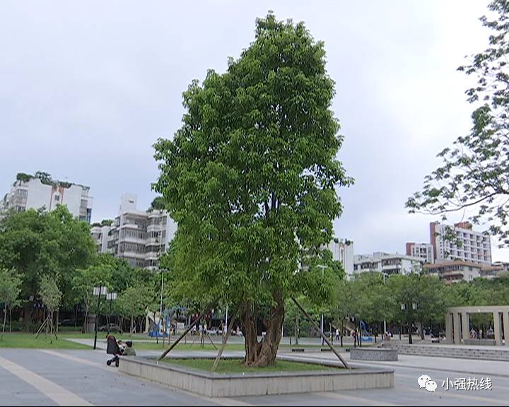 这个考核好“特别”树叶边缘卷起地砖颜色不一分要扣扣扣！