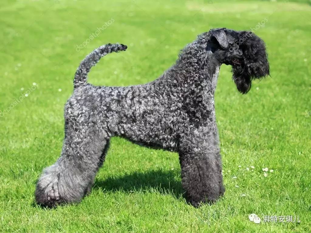 贝灵顿梗(bedlington terrier) 微卷的典型代表