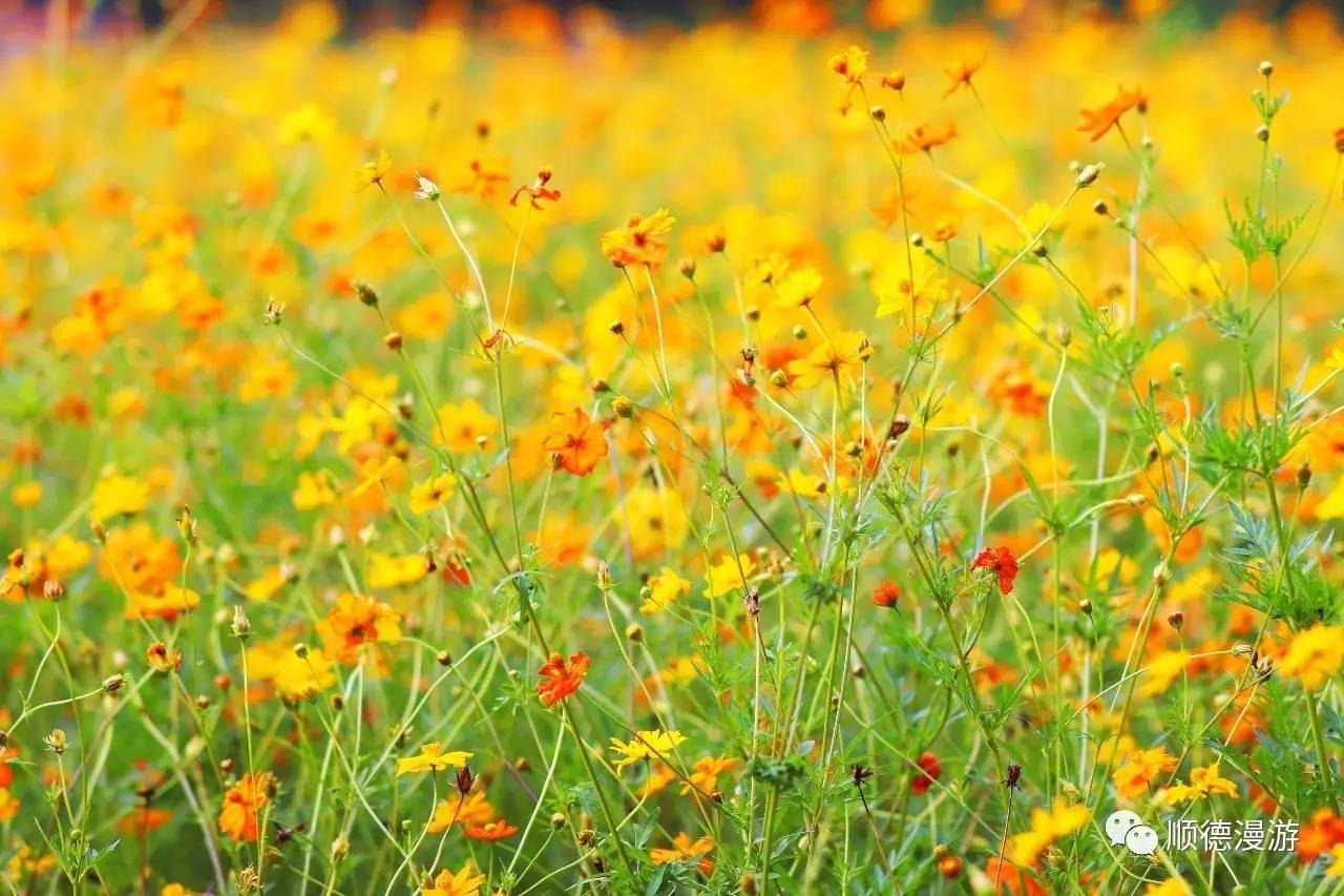 顺峰山公园硫华菊花海