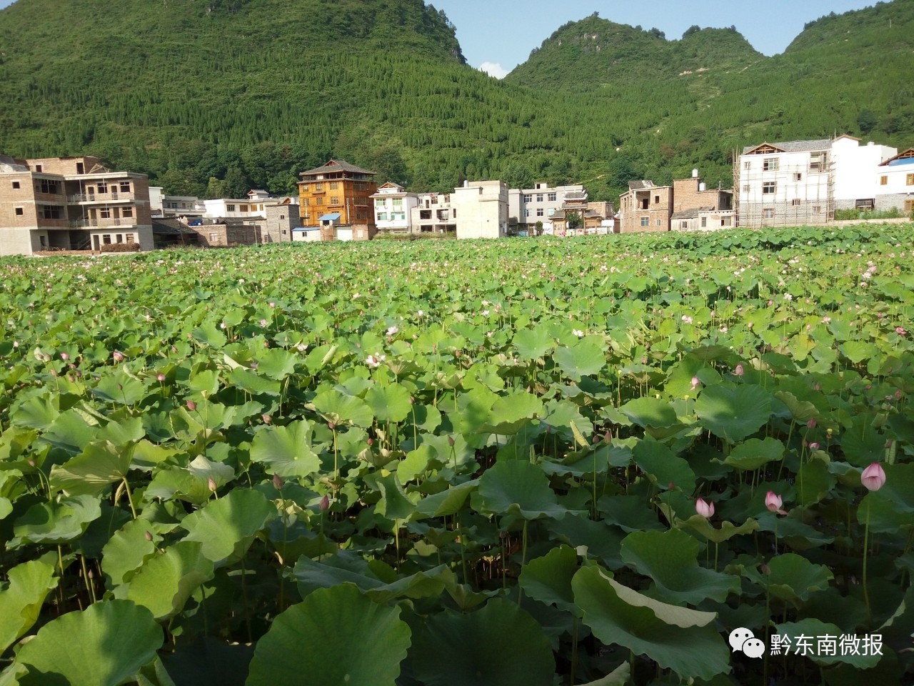 岑巩县水尾镇马家寨村有一大波荷花即将盛开