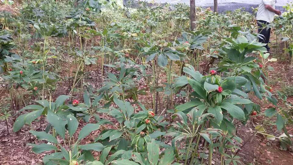 贵州兴义重楼种植技术 毕节重楼种苗种植基地