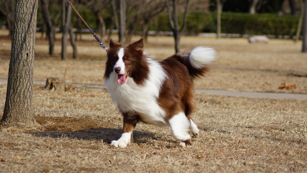 你家也是边境牧羊犬吗?来看看训练方法