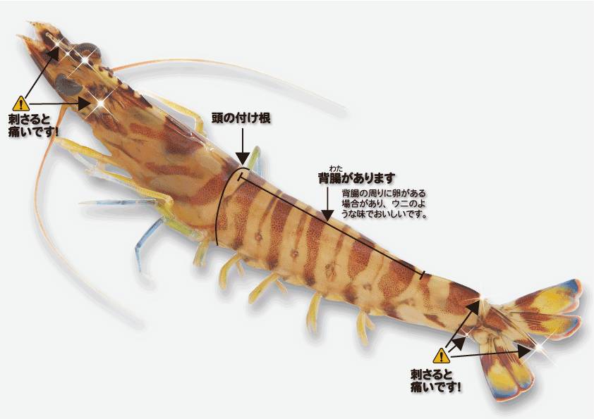 牡丹虾,葡萄虾,花竹虾:日本人最喜爱的野生虾!