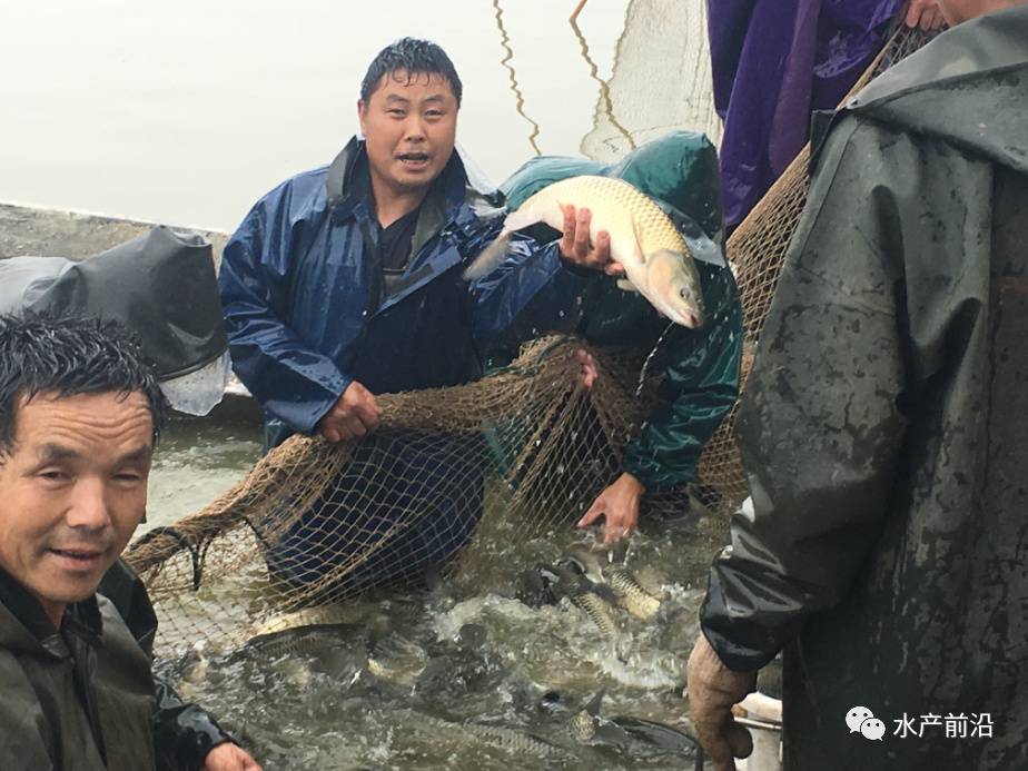 华中草鱼:大湖出鱼和池塘热水鱼上市,价格稳中有降