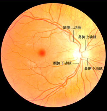 眼底是眼球的一部分,如果把眼球分为两部分,那前面一半为眼前节,后面