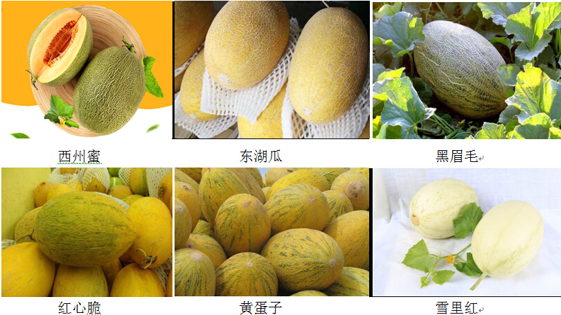 哈密瓜的品种多达180种,优质的品种也有很多,以下的优质品种较为常见