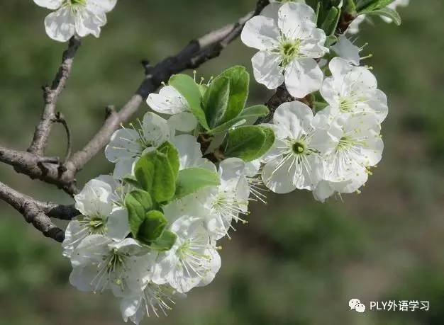 一颗开花的树简谱_一颗会开花的树谢春花(2)