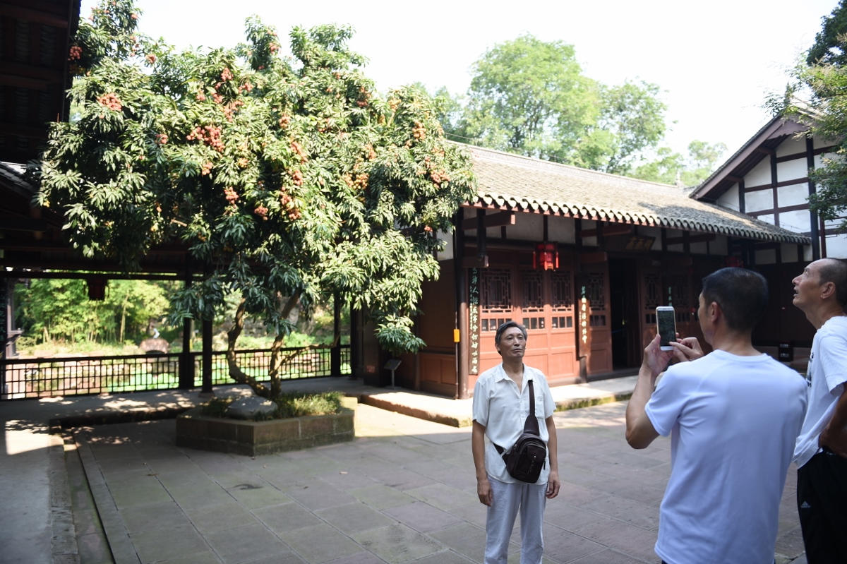 苏东坡栽种的那颗荔枝树,在守候了900年之后终于根枯枝干,三苏祠将