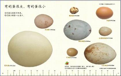 生活中常见的蛋类品种有:鸡蛋,鸭蛋,鹅蛋,鹌鹑蛋,鸽子蛋等.