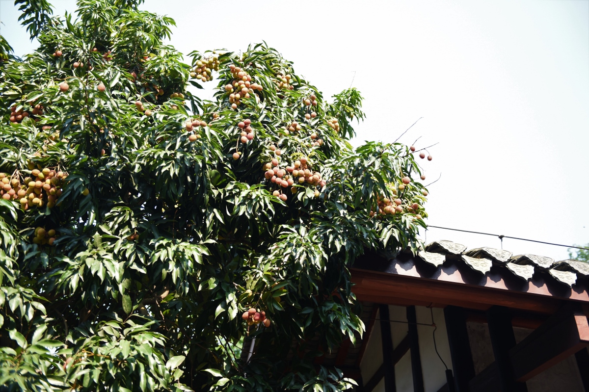 眉山"三苏祠"的荔枝熟了