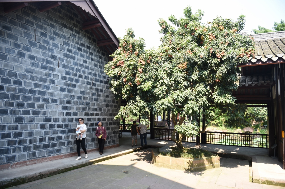 "三苏祠"博物馆当时在原址又补栽了一棵荔枝,春去秋来,荔枝树早已结出