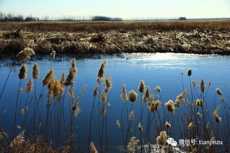 地址:天津市宁河区七里海湿地公园 大黄堡湿地自然保护区环境优美