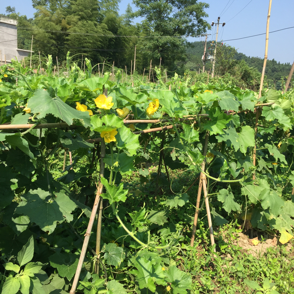 夏季的农庄园菜地,蔬菜满枝瓜果飘香