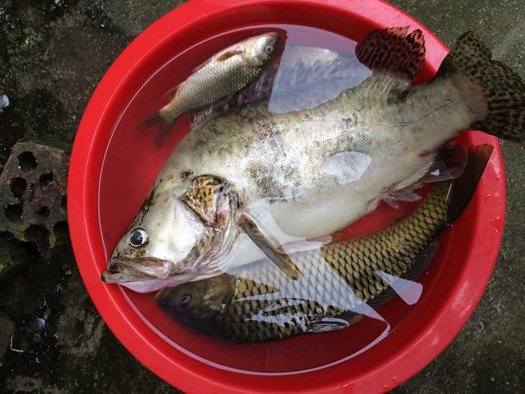 鳜鱼"作为鱼鲜中的精品,与黄河鲤鱼,松江四鳃鲈鱼,兴凯湖大白鱼齐名