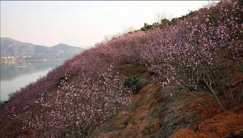 灵山桃园谷灵山桃园谷位于灵东水库湖畔,环境优美,空气清新,占地面积