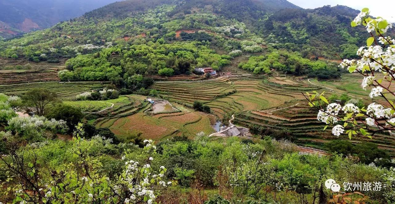 旅游 正文  碗窑梨花谷景区位于钦北区板城镇新城村委碗窑村,碗窑因窑