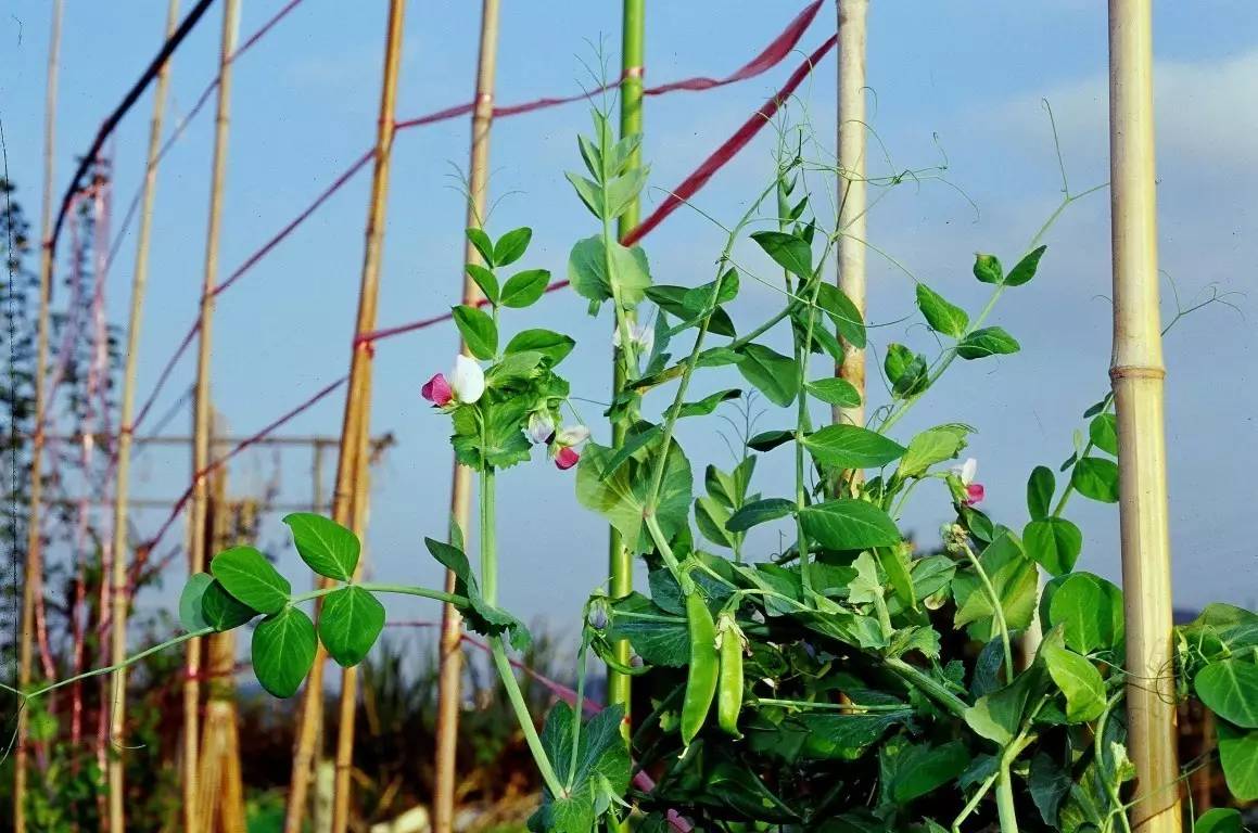 为了生存,那些植物已经"变态"了