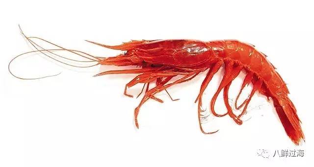 野生红虾中的路易威登,西班牙绯红大虾palamos prawn