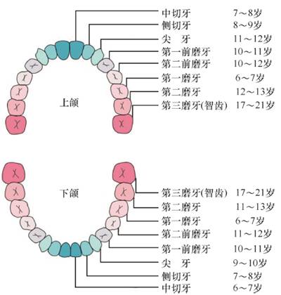 换牙的时间个体差异较大:早的在5 岁左右开始,到10 岁左右完成全口