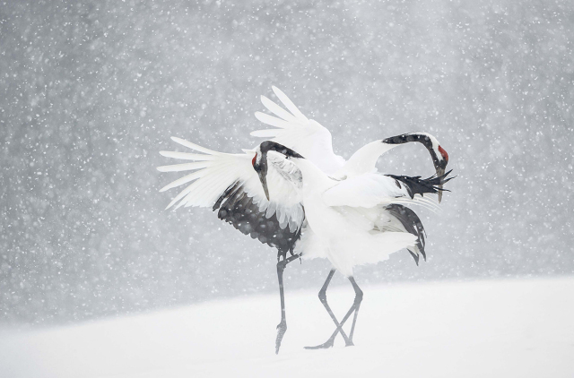 vincent munier 拍丹顶鹤拍到了这样的场景: 完美的舞步,漂亮的背景