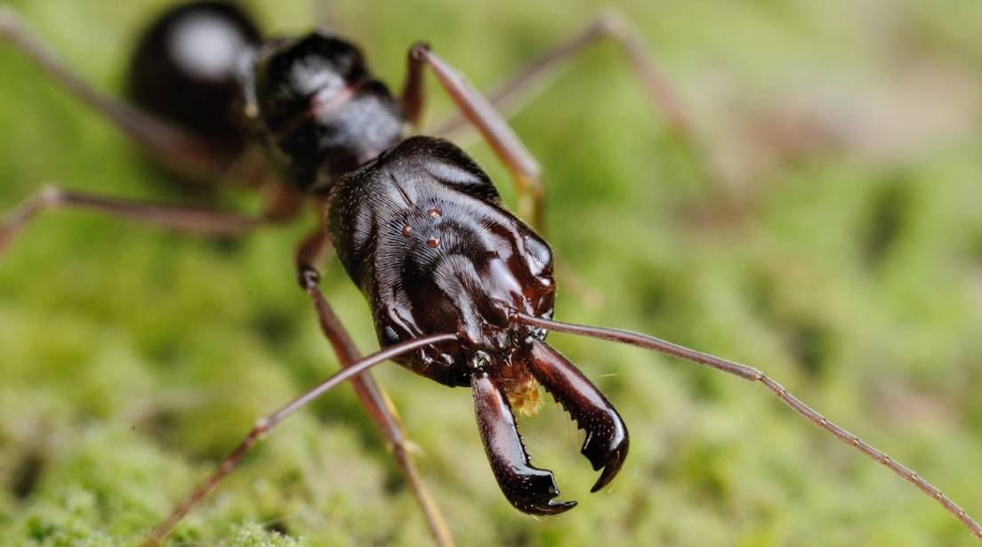 蚁战它们在战争上面把生物演化推到了一种极致