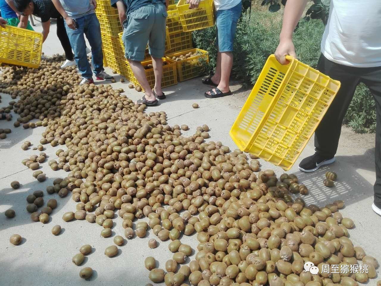 周至县碾压销毁早采果,严惩早采早卖不法行为