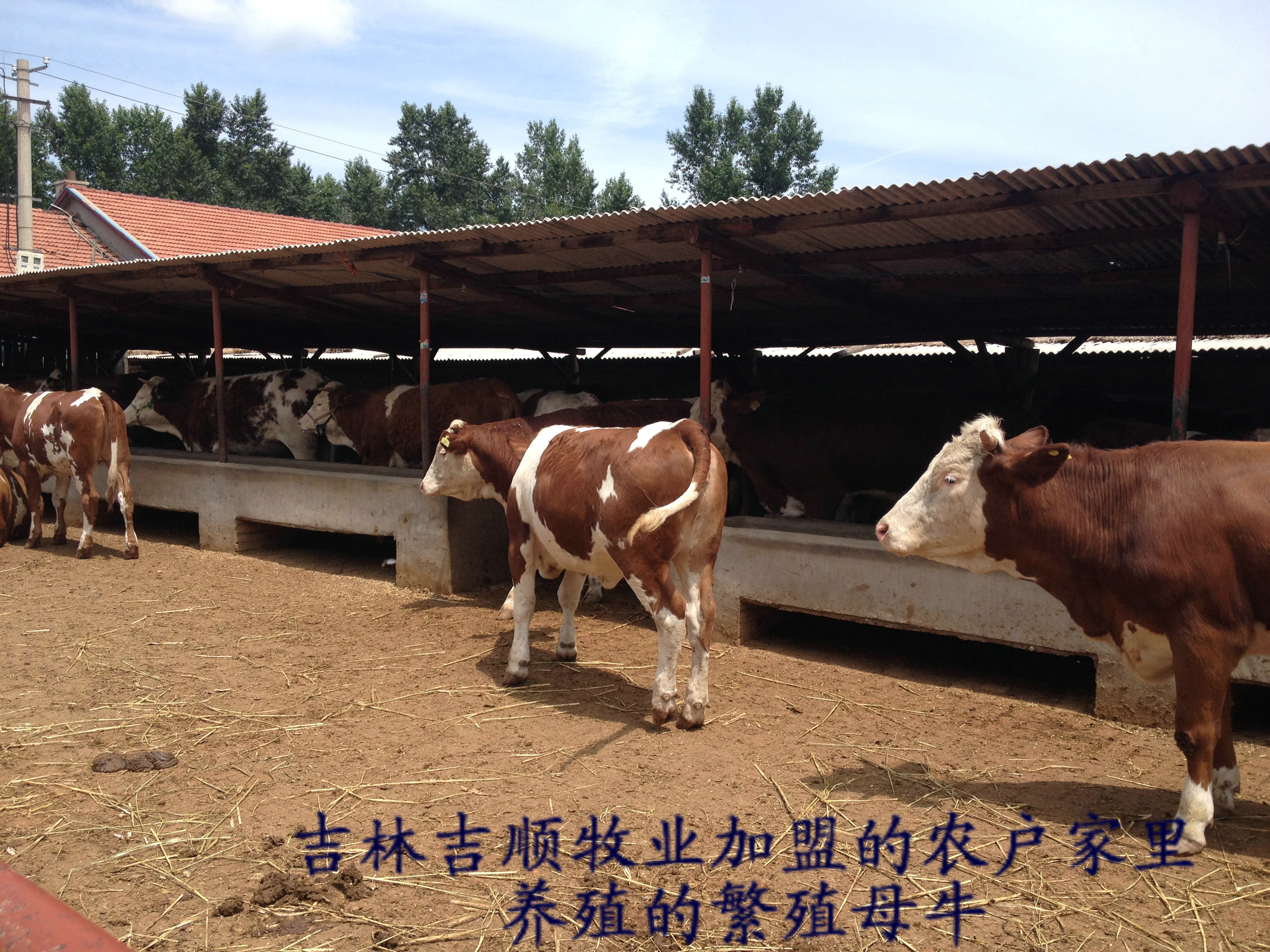 大量供应优质育肥牛,育肥牛最新报价咨询!