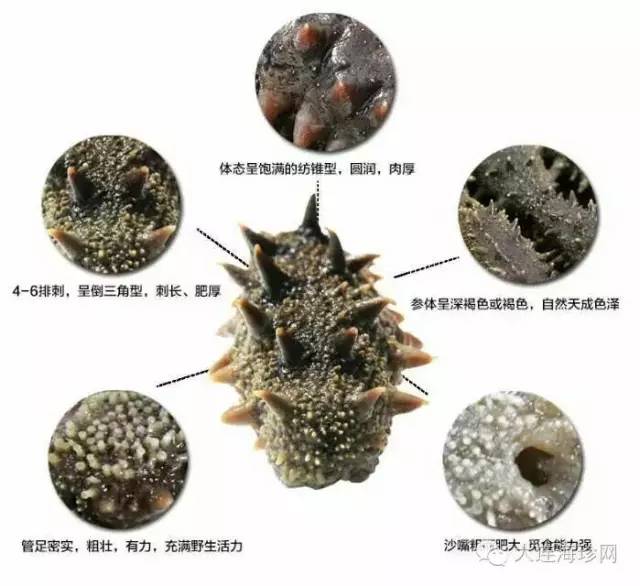 结构发生变化,蛋白质分子出现不同程度的拿朗 正文  2,海参味道鲜美