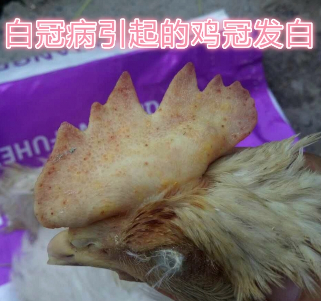 鸡只以肌肉组织和内脏器官广泛出血形成小结节为特征,鸡冠苍白而得名