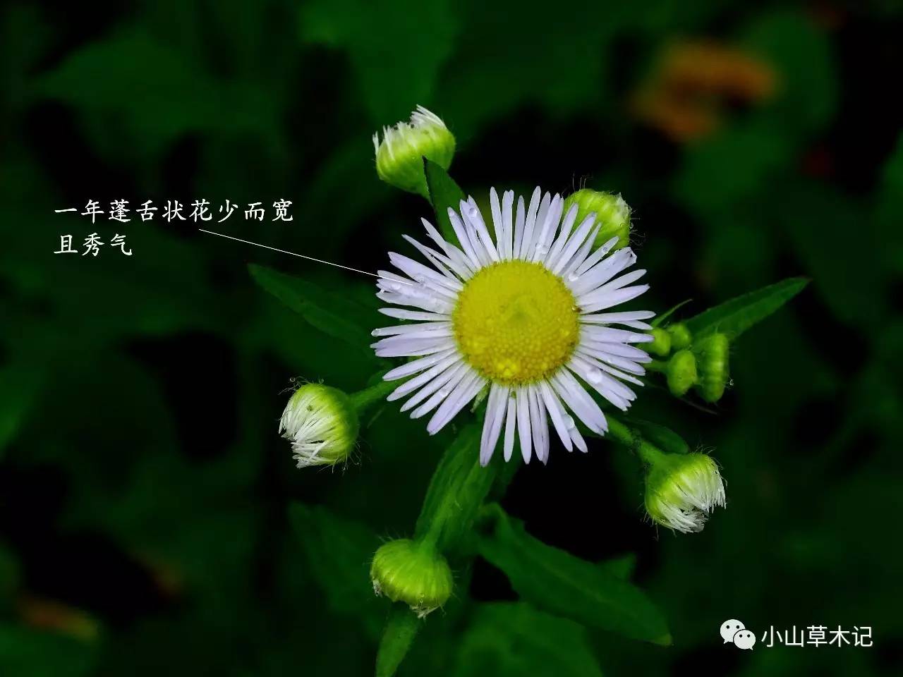 比一年蓬约早半个月,花期也不长,似乎只在春天可见,其他季节几乎看不