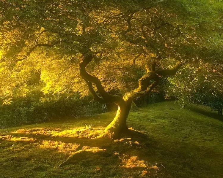 旅游 正文 溪流宜长曝,绵绵又密密;见山寻侧光,见